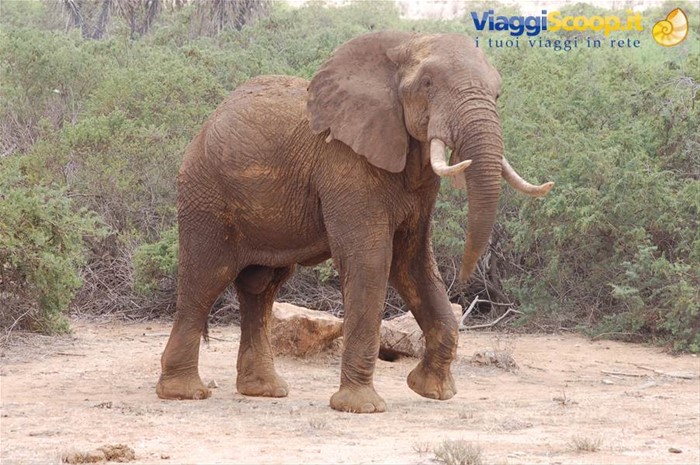 Elephant - Amboseli
