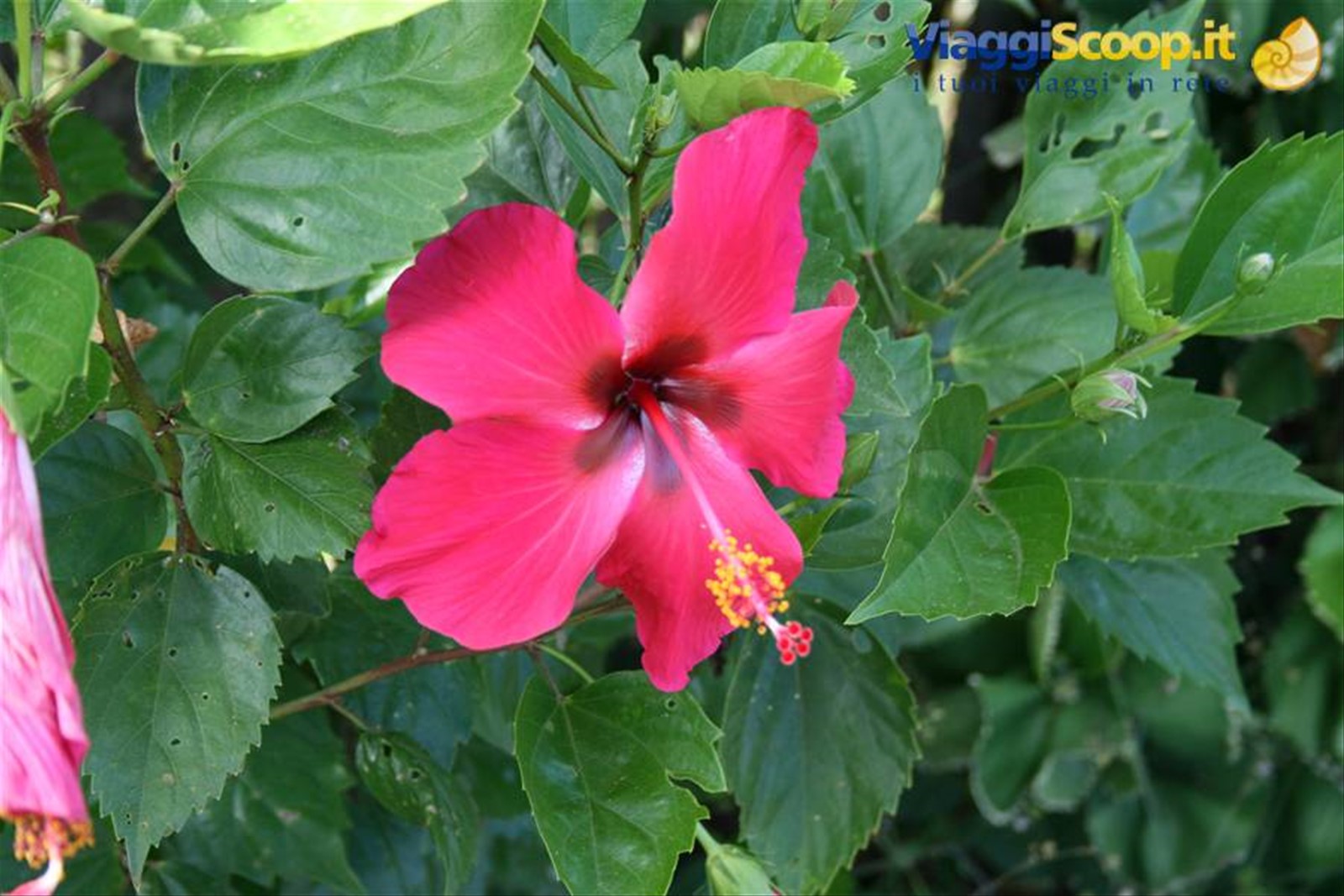 fiore