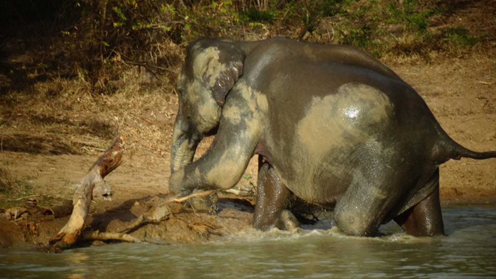 Safari a Yala