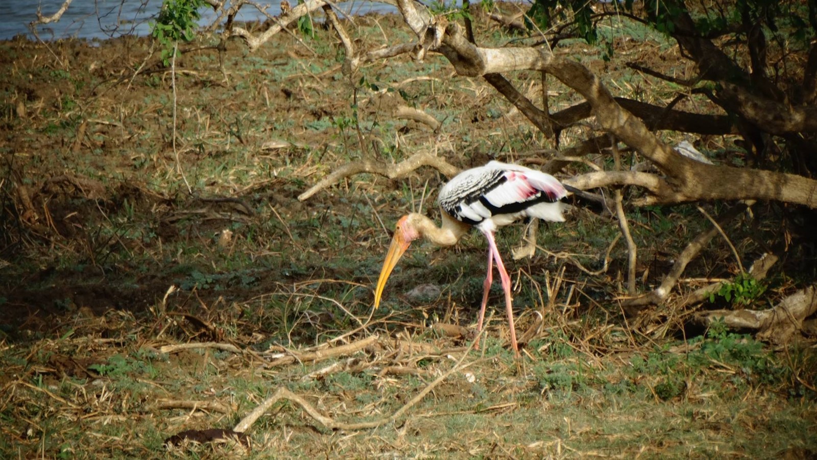 Safari a Yala