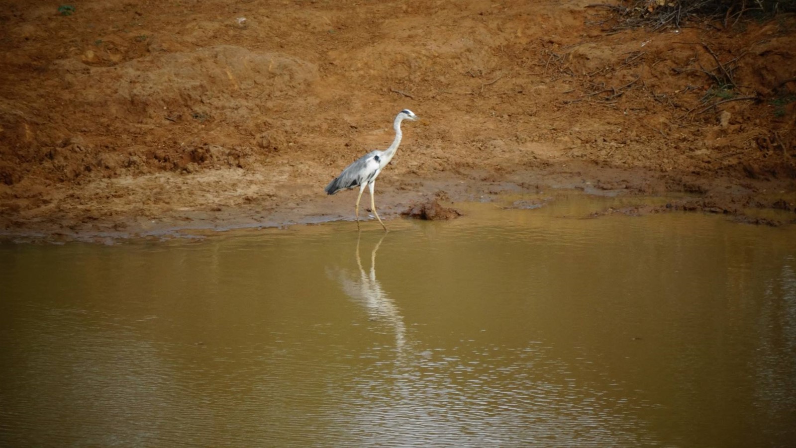 Safari a Yala