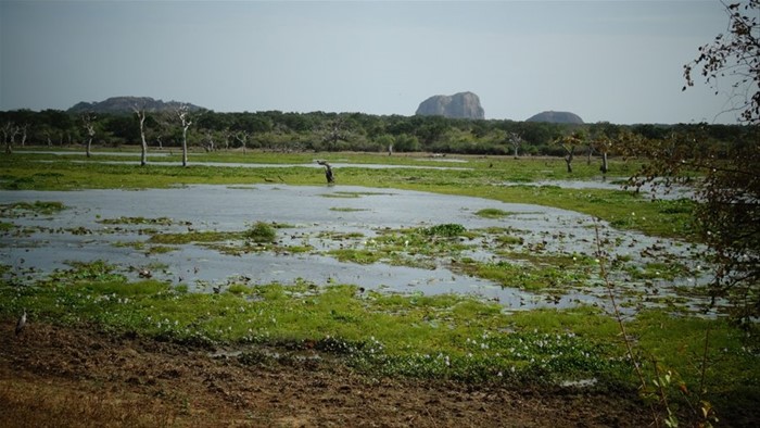 Safari a Yala