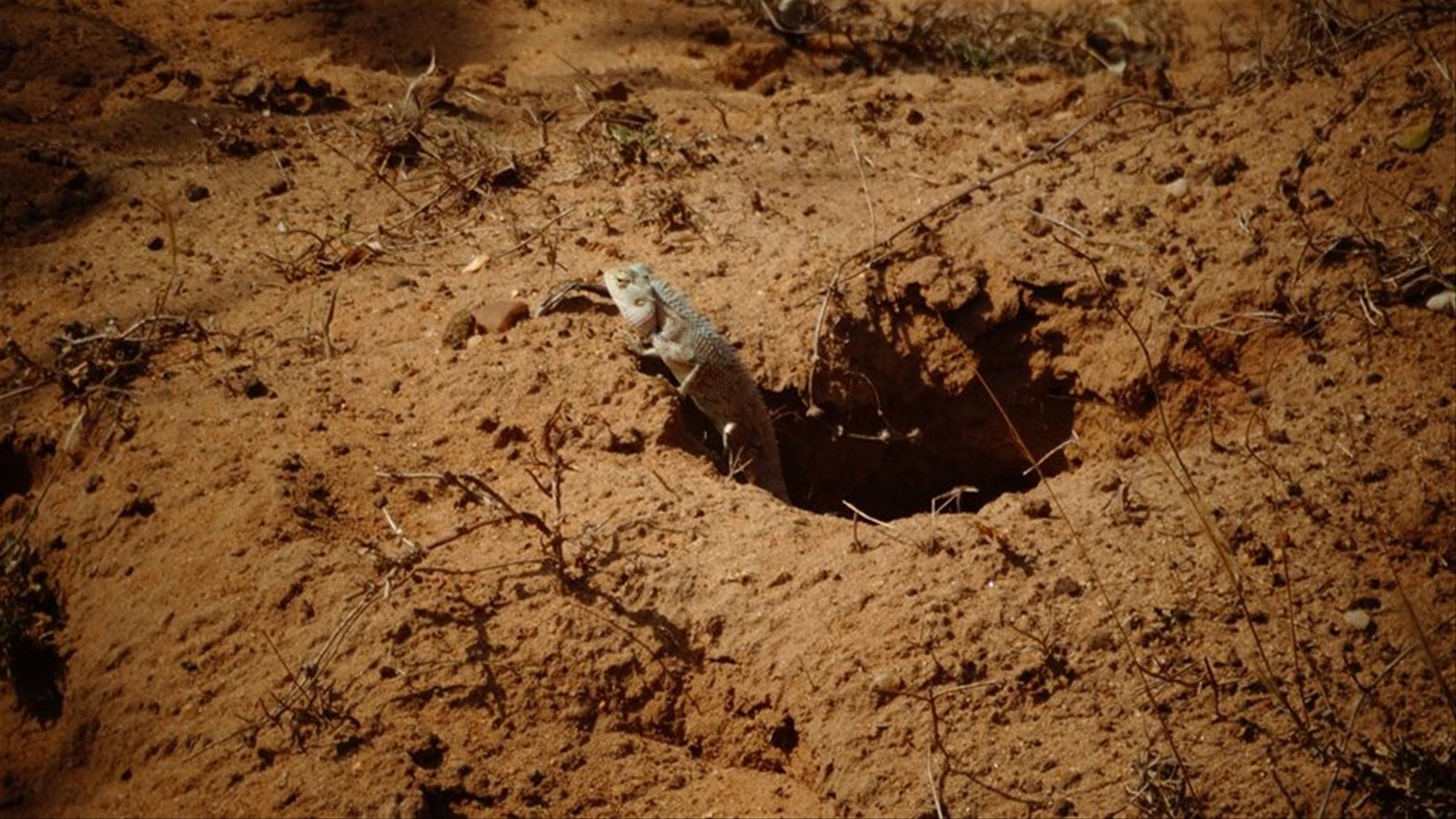 Safari a Yala