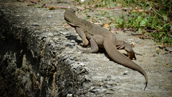 Safari a Yala