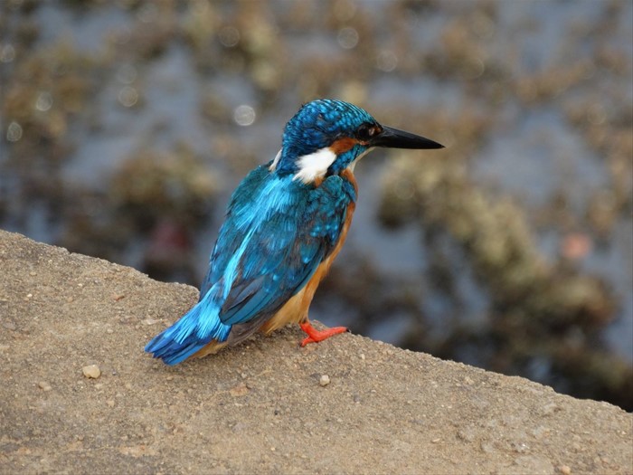 Safari a Yala