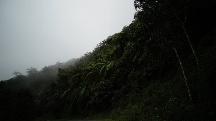 Giungla