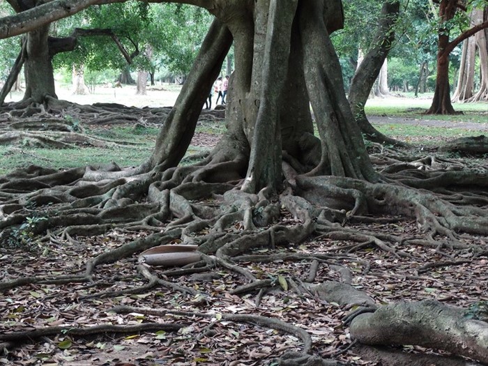 Kandy, orto botanico