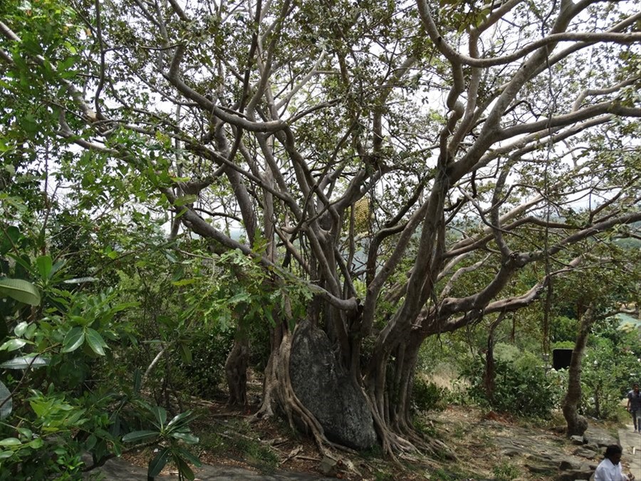 Dambulla