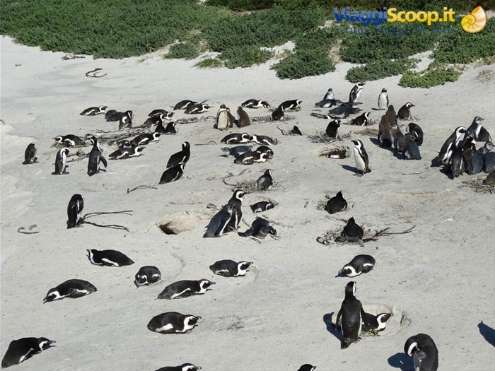 Simon's Town