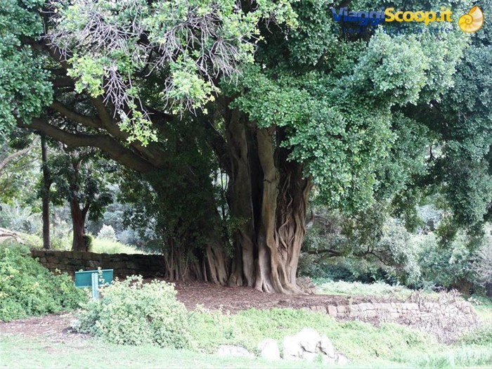 Giardino di Kirstenbosch