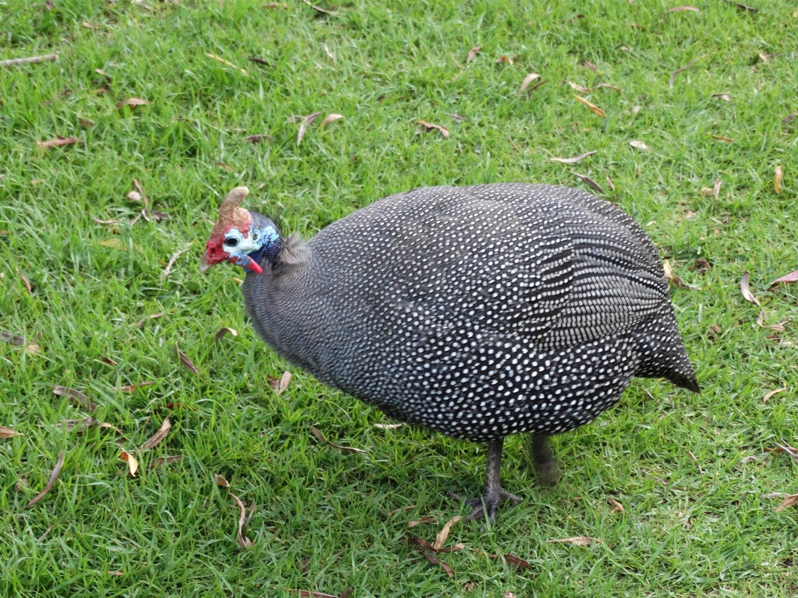 Giardino di Kirstenbosch