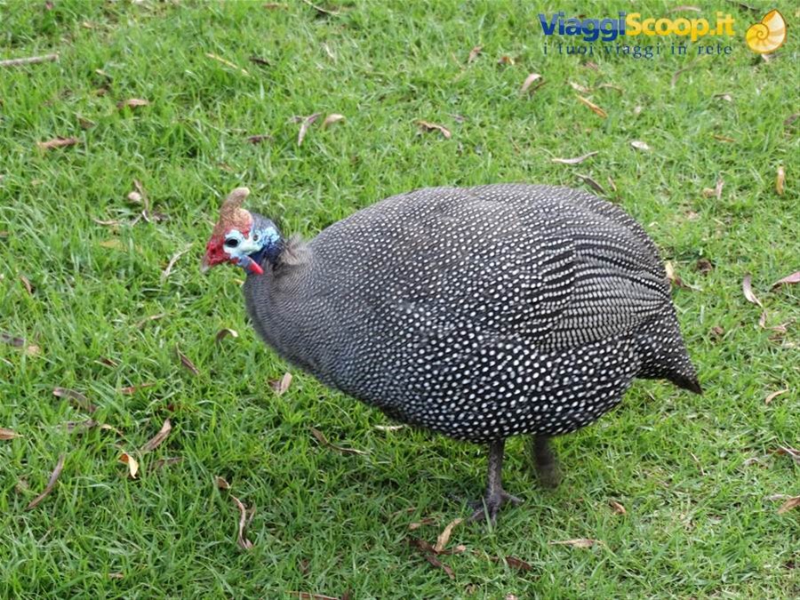 Giardino di Kirstenbosch