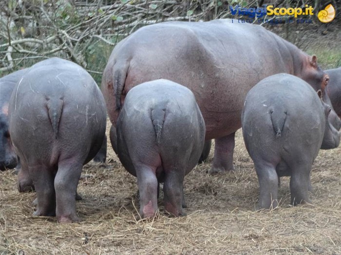 iSimangaliso