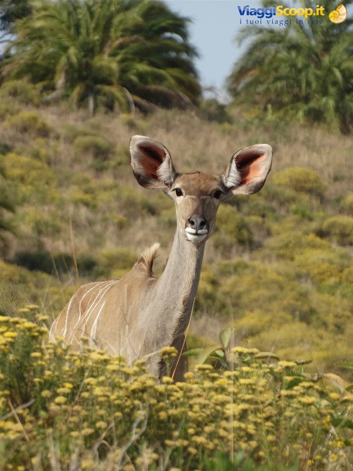 iSimangaliso