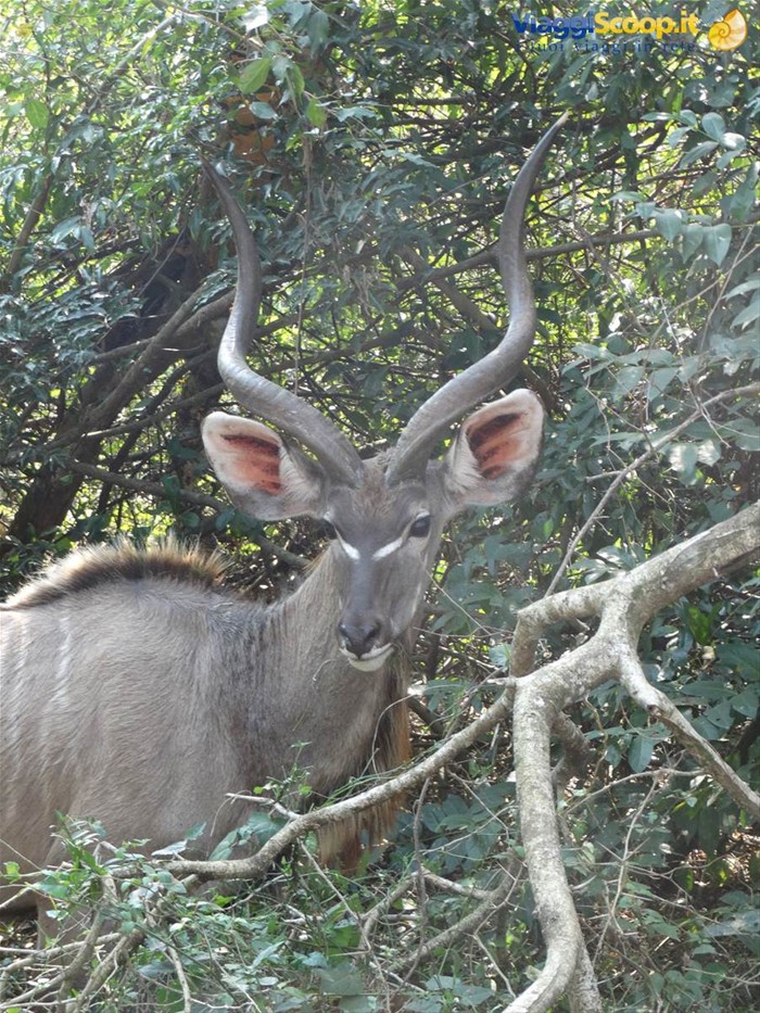 iSimangaliso