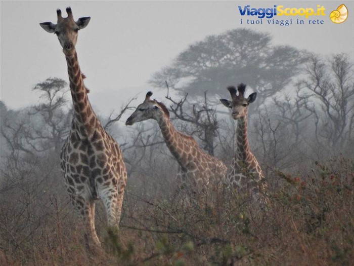 Tembe