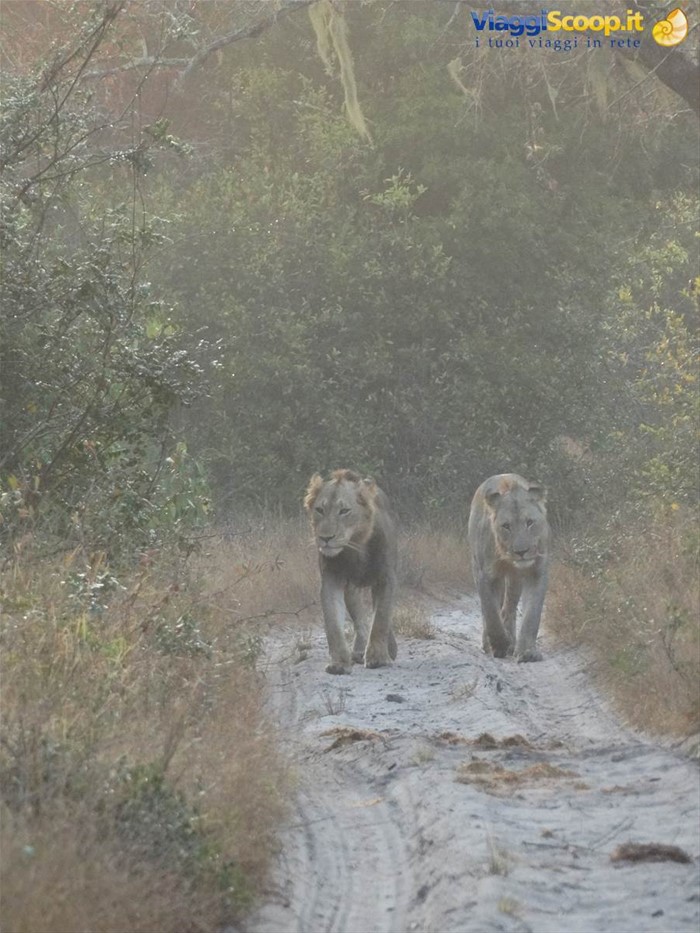 Tembe