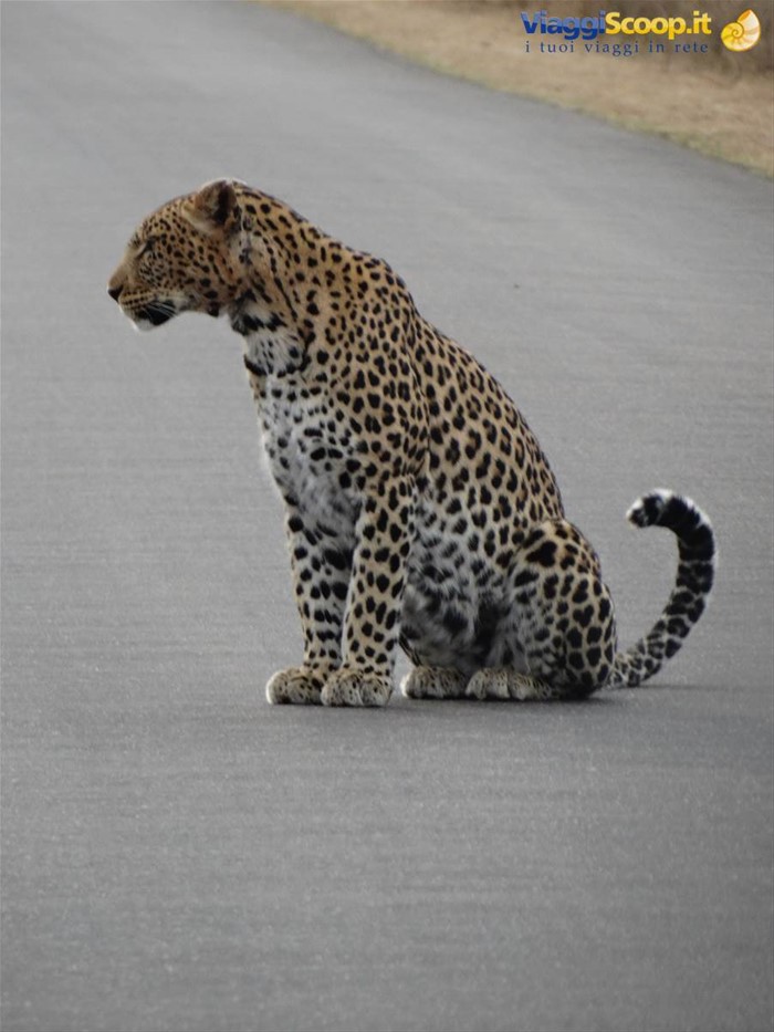 Kruger