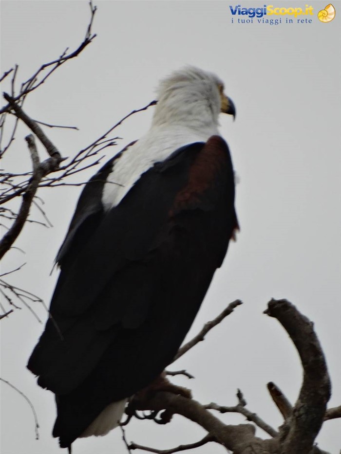 Kruger
