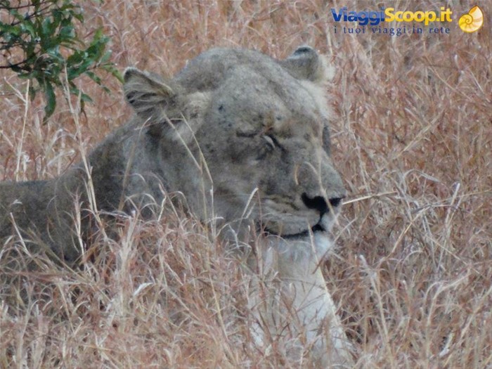 Kruger