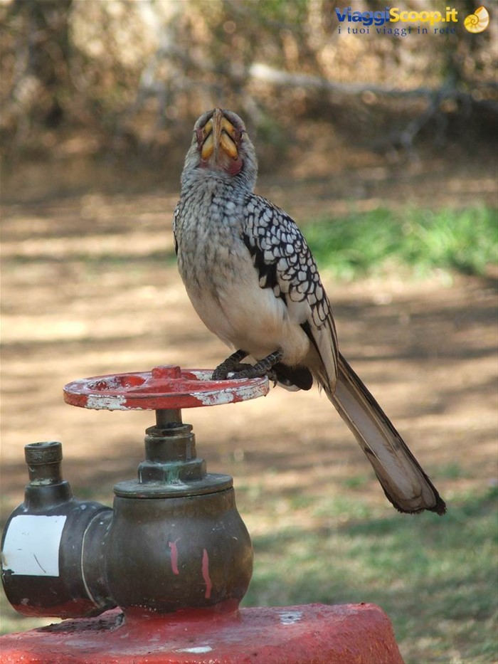 Kruger