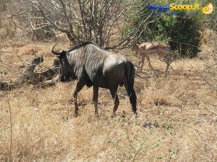 Kruger