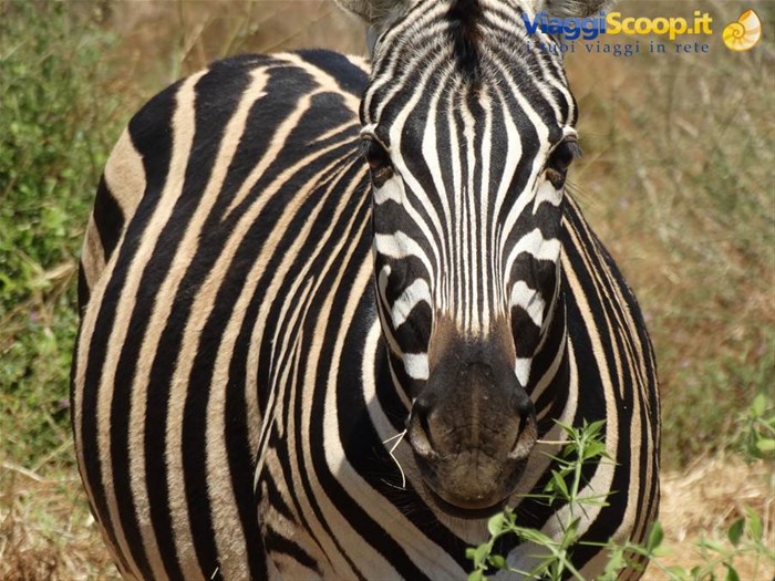 Zebra!