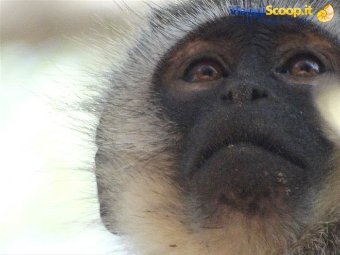 Cercopiteco.