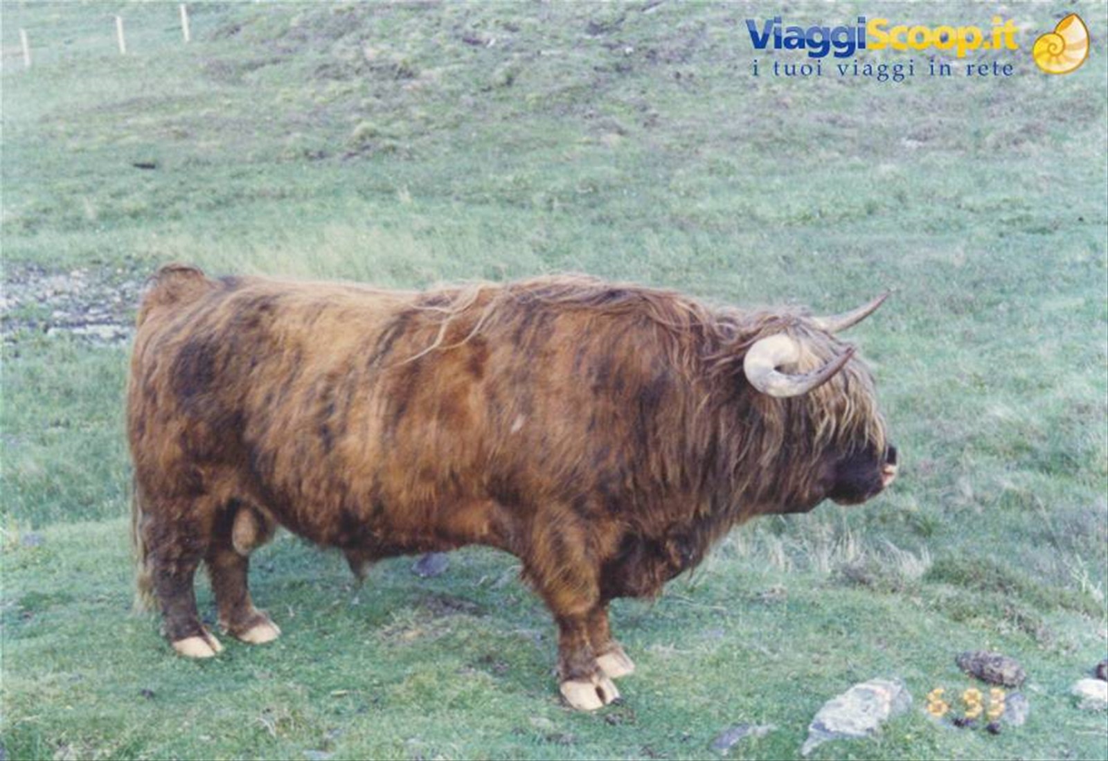 bull