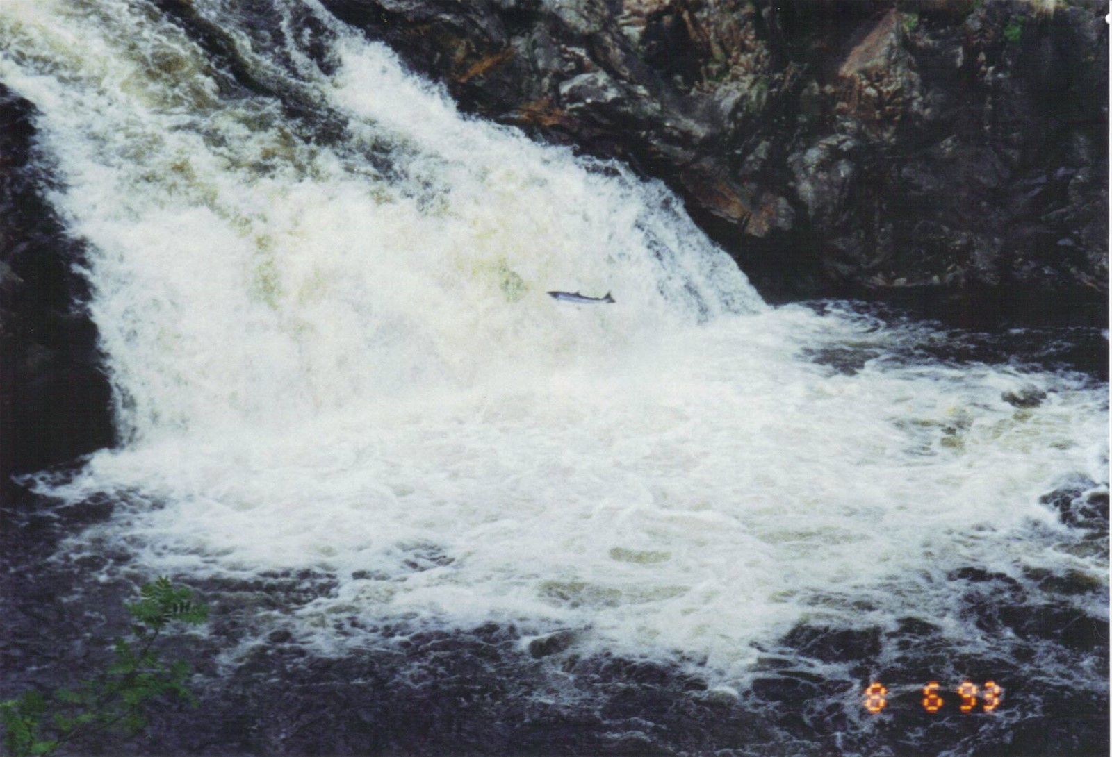 Falls of Shin,salmoni che risalgono la corrente