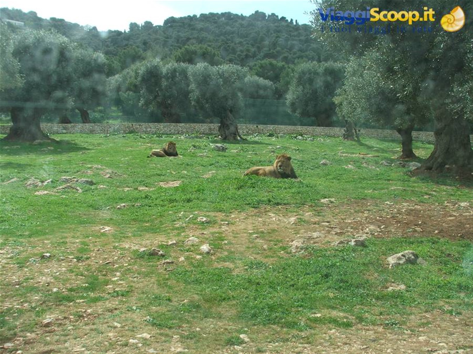 Fasano, Zoo Safari