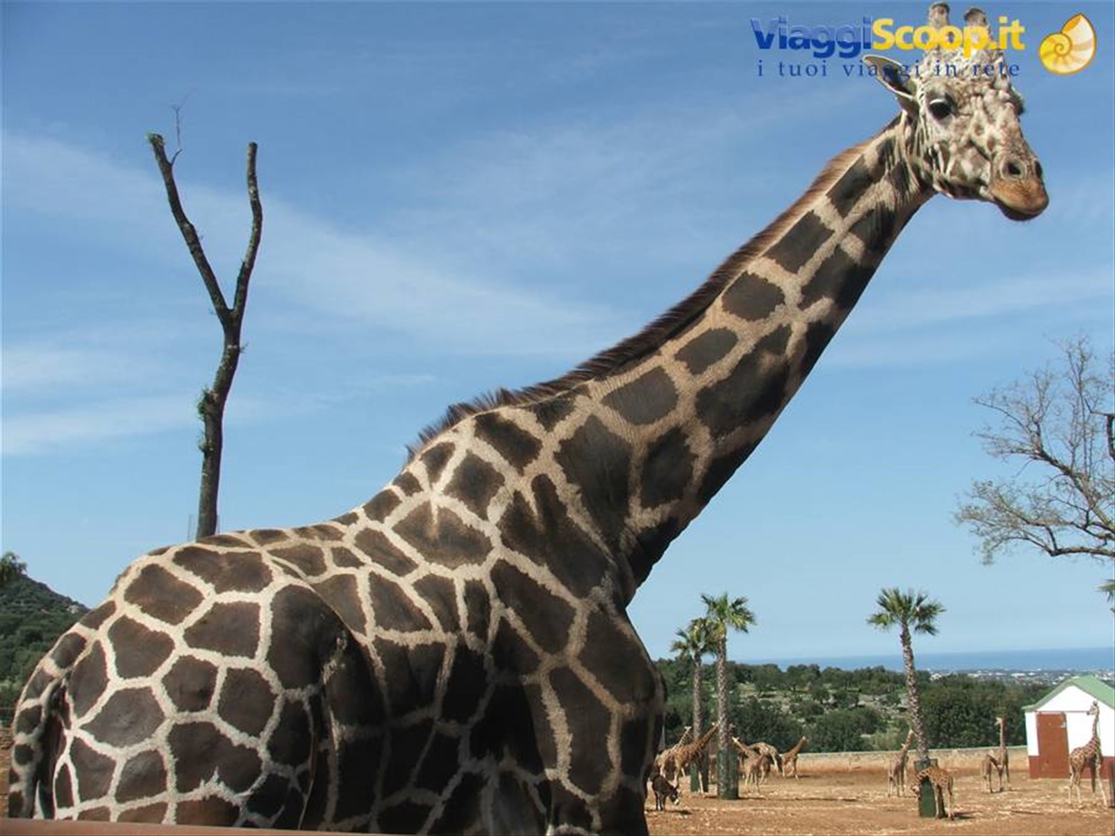 Fasano, Zoo Safari
