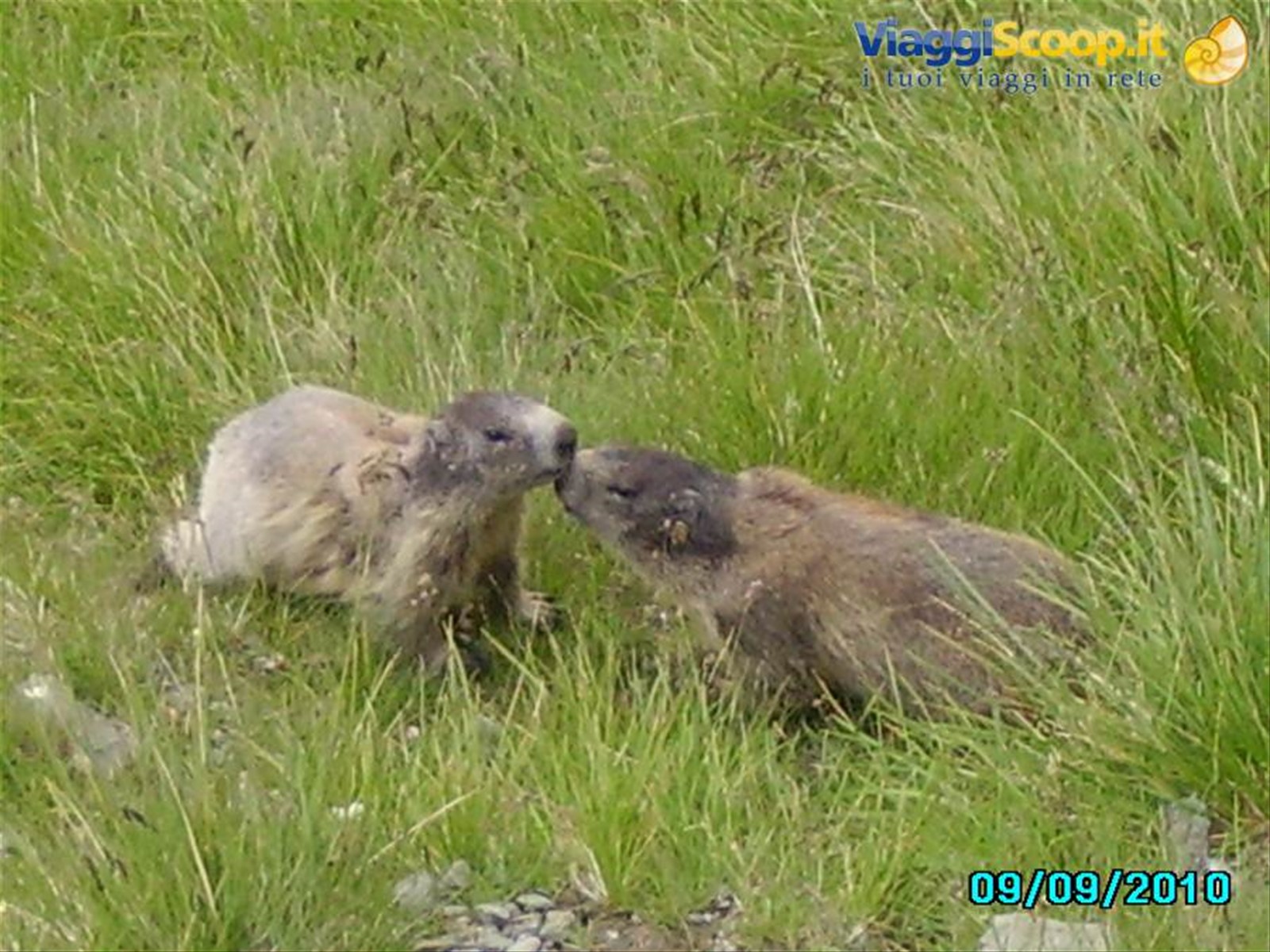 Marmotte sul ghiacciaaio