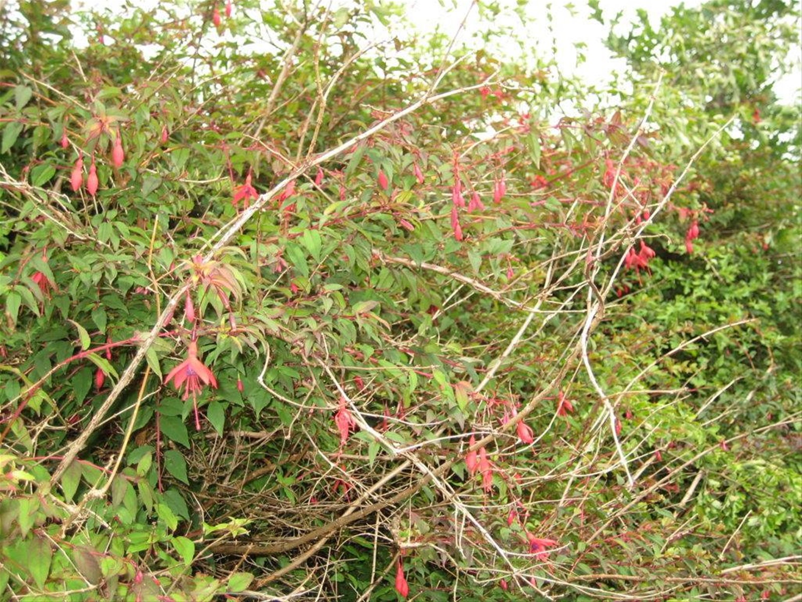 Fucsia selvatica