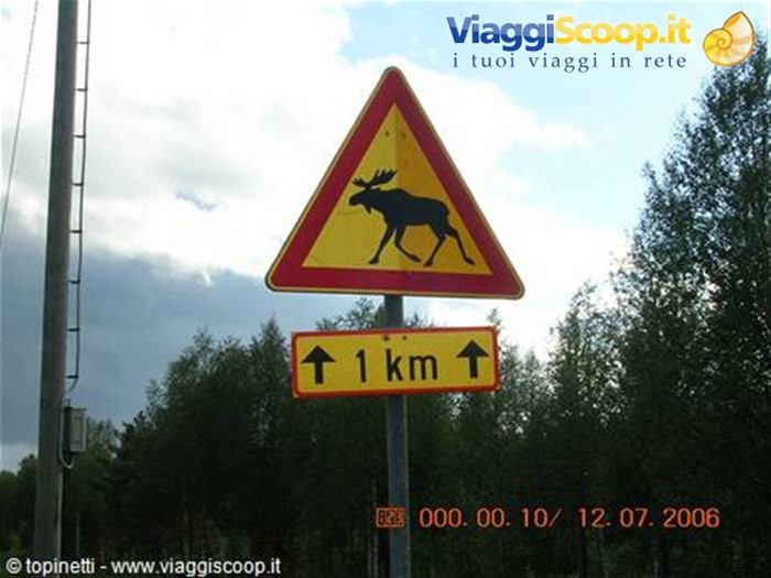 Attenzione alla renna !