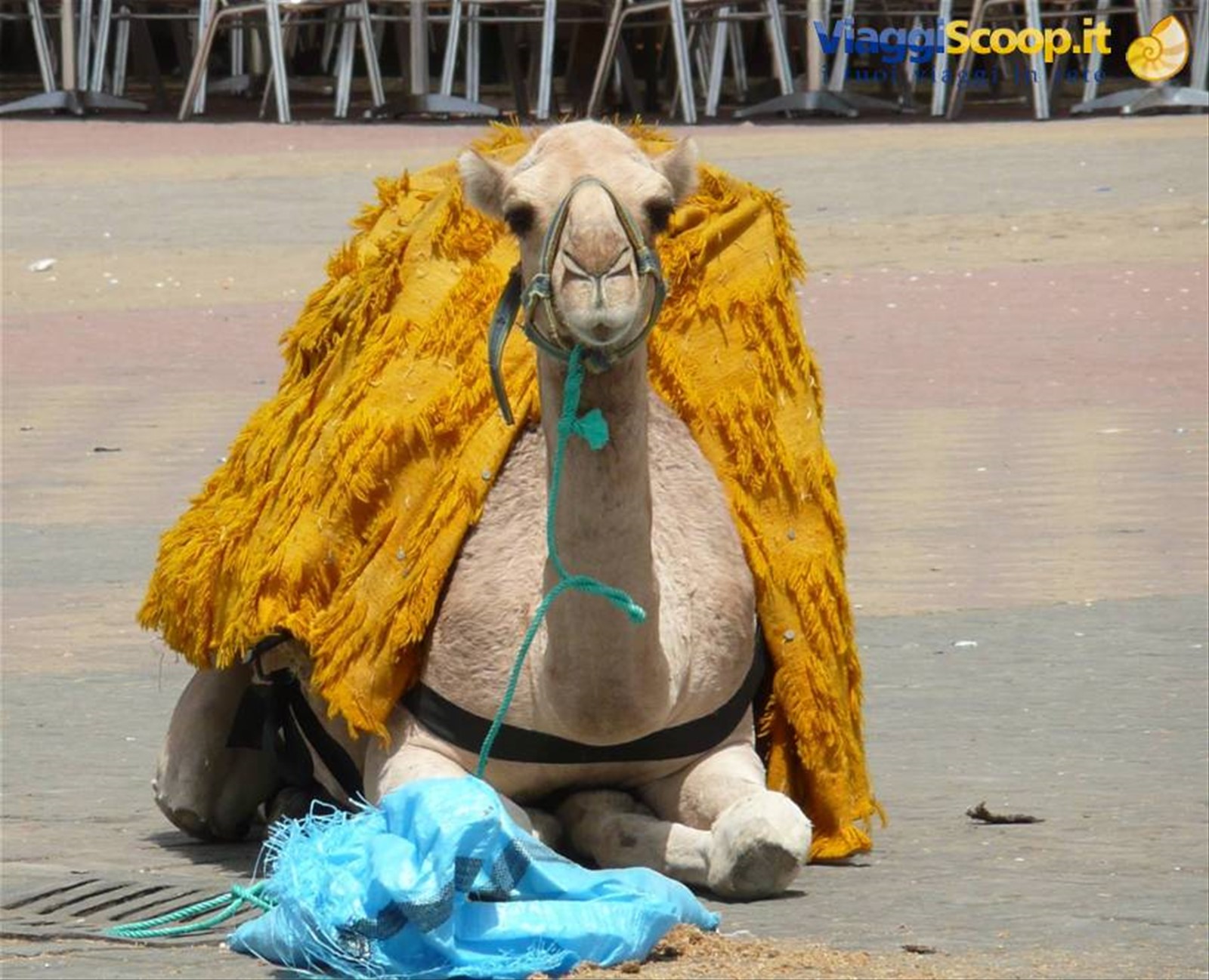 Marocco 2008