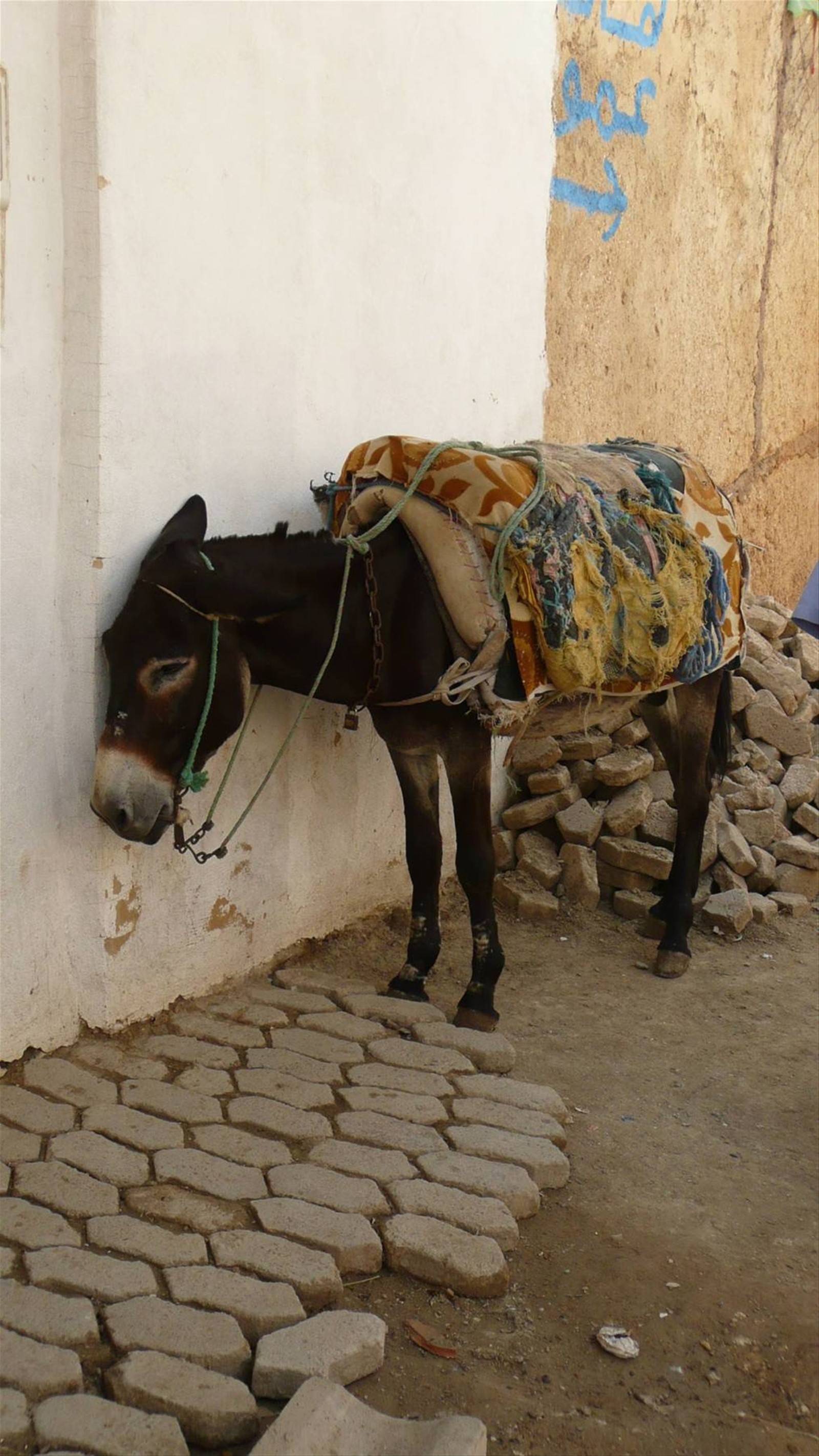 Foto di viaggio in MAROCCO