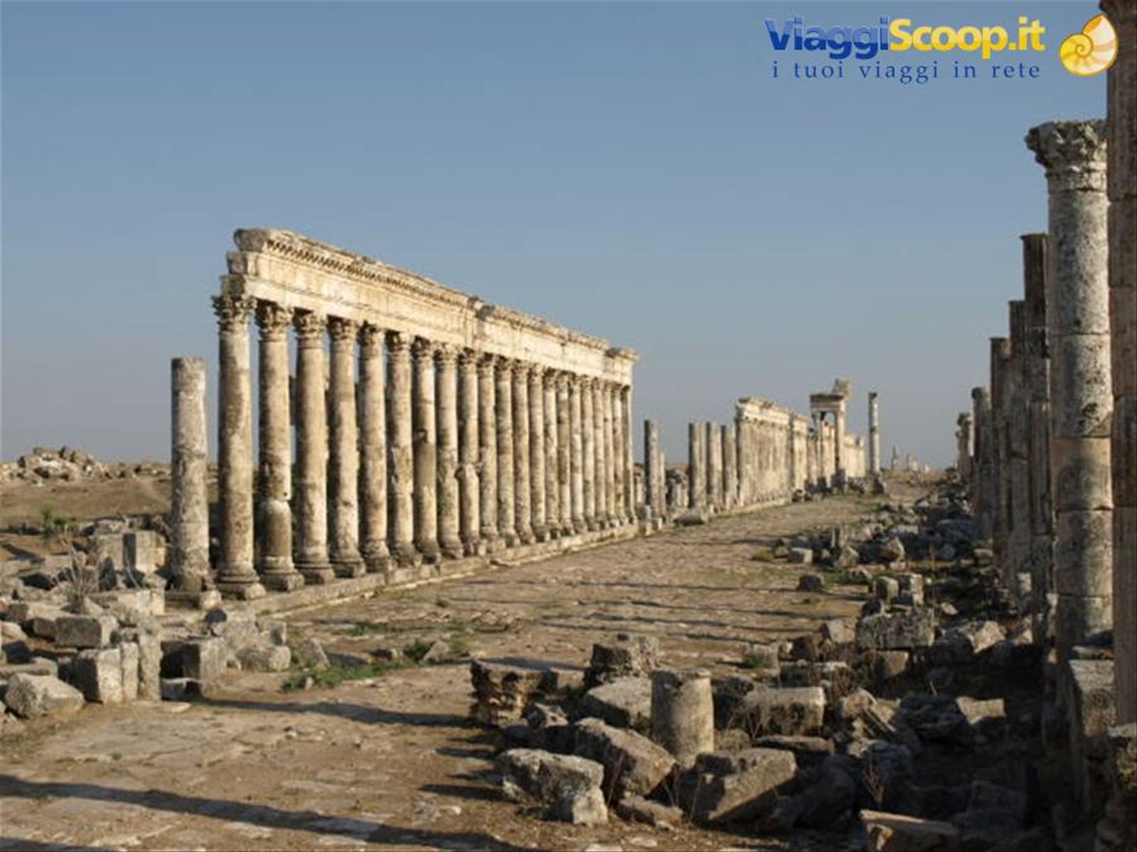 Apamea - Il lunghissimo cardo