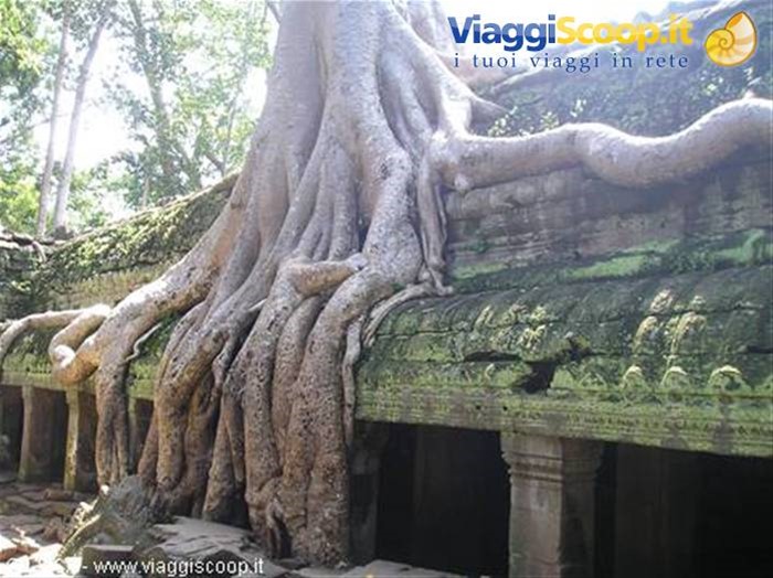 Angkor - Ta Prohm Temple