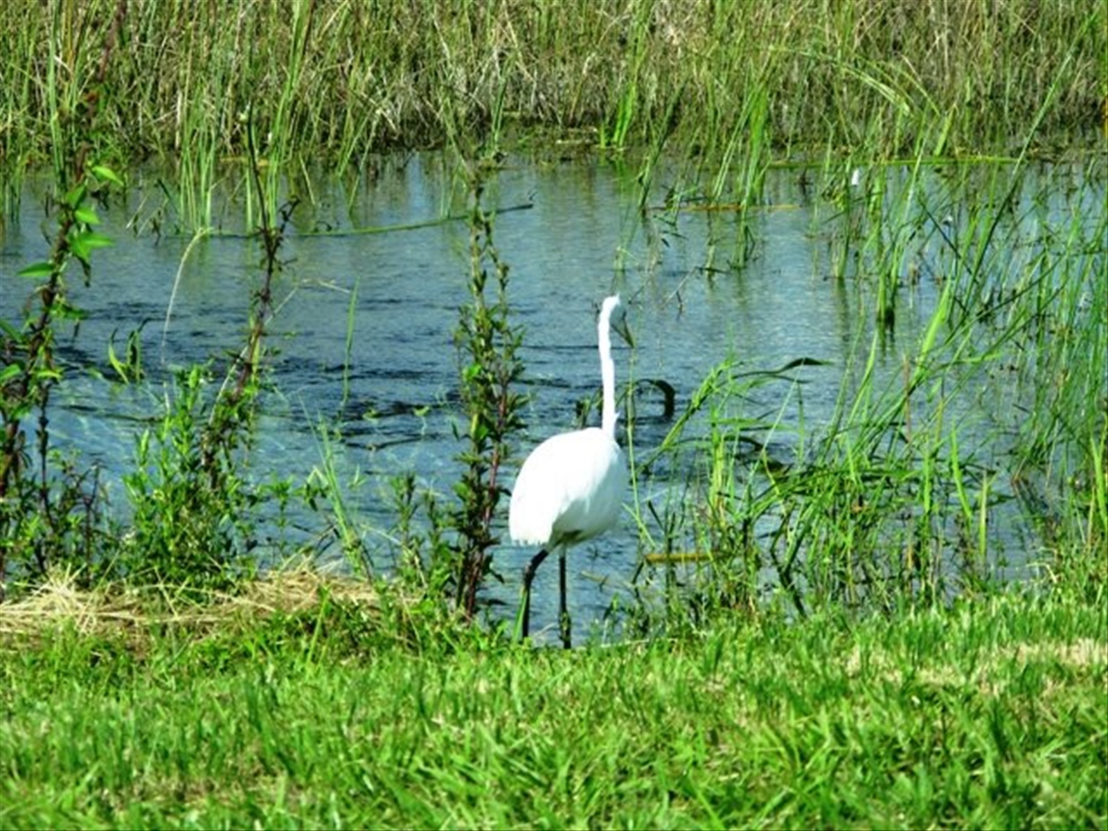 Everglades