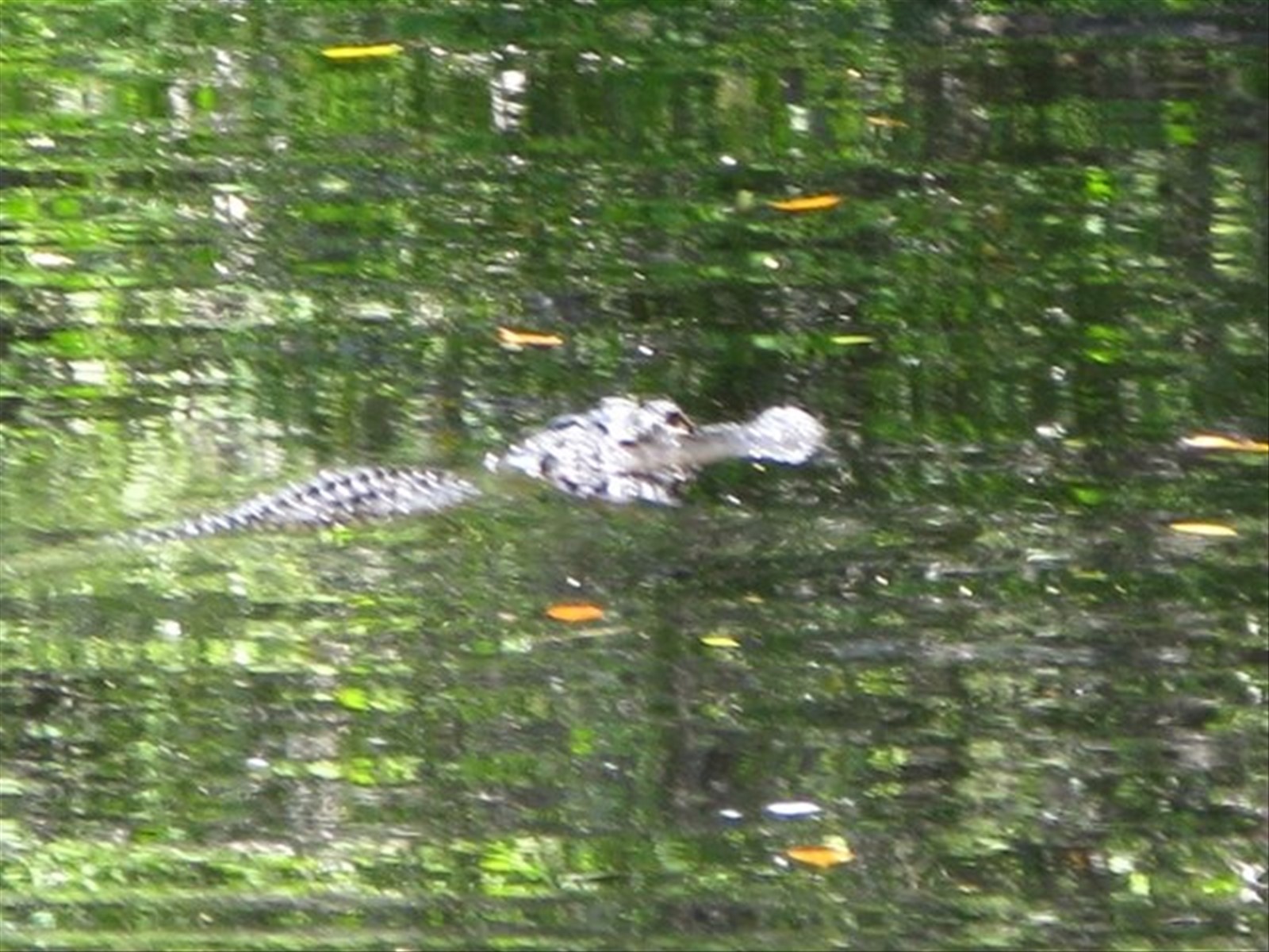 Everglades - alligatore