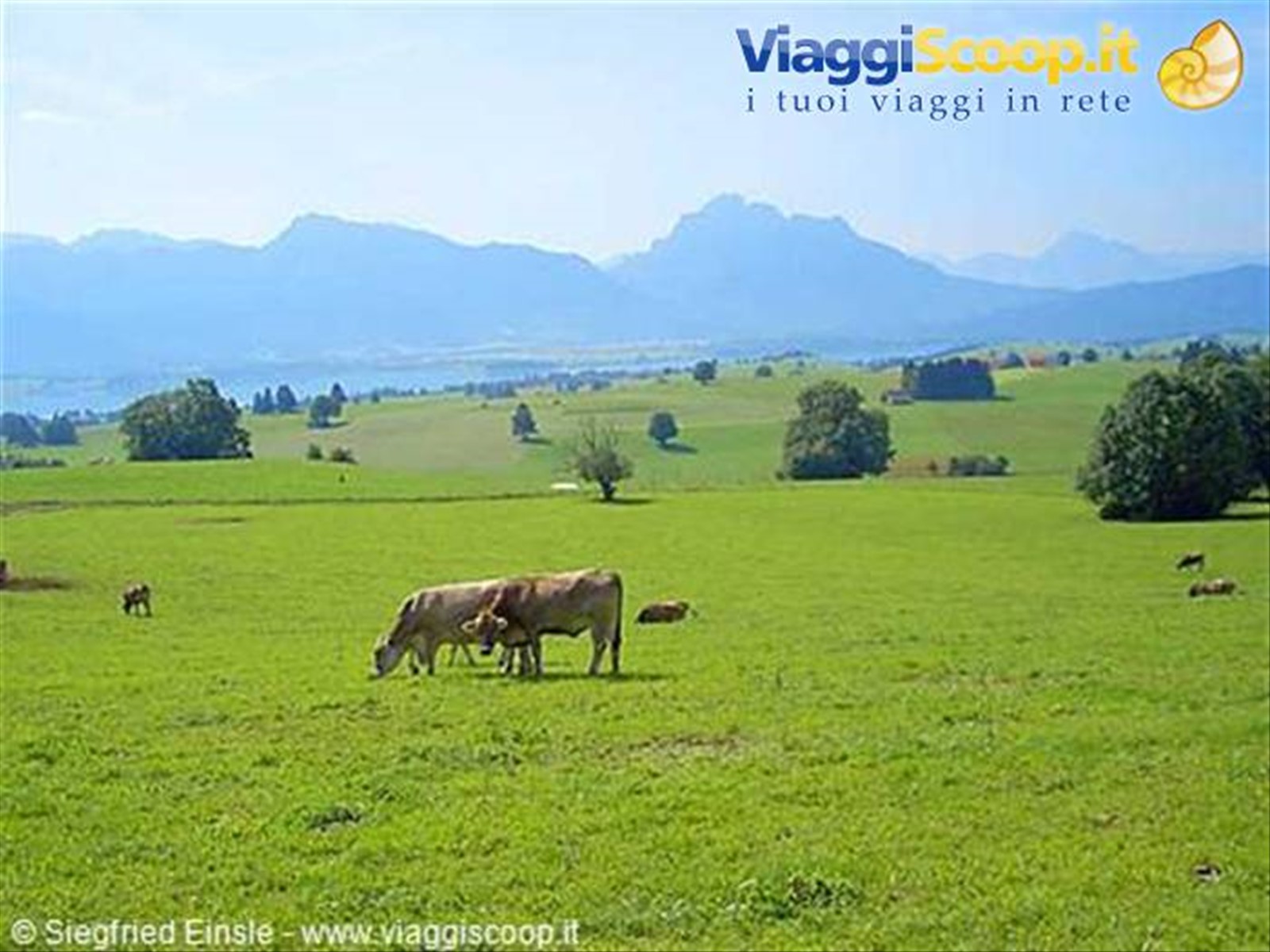 La regione dell'Allgau, chiamata anche quella delle mucche felici.