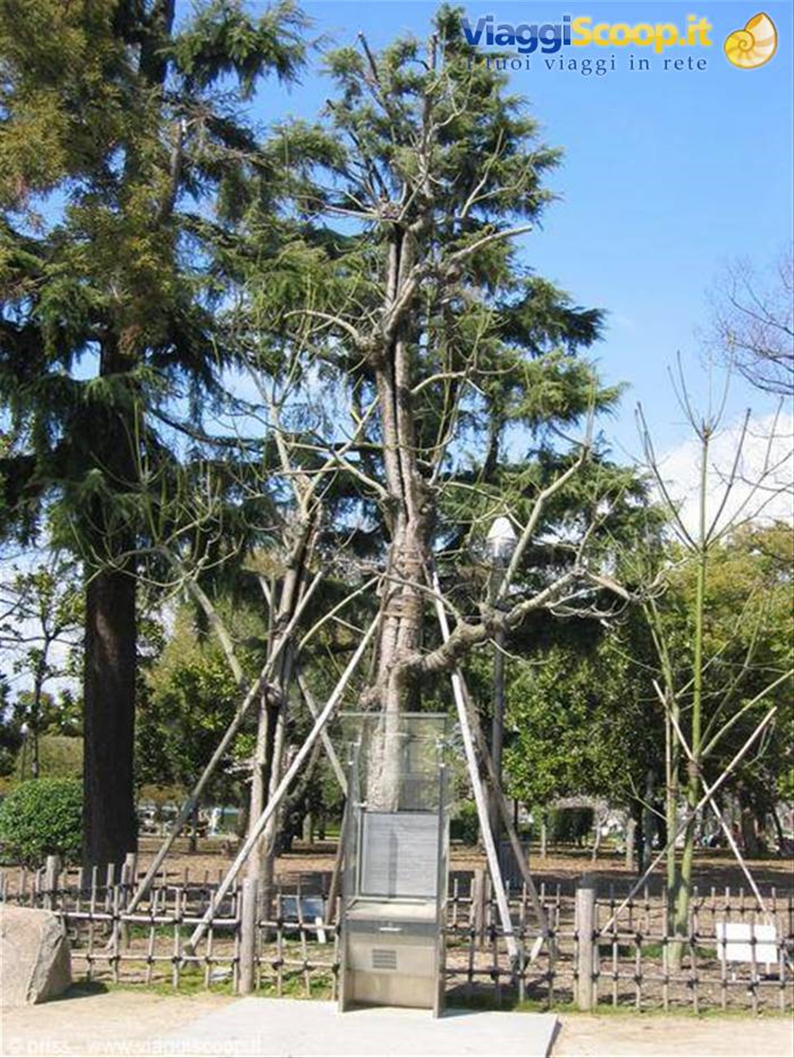 albero lesionato ma vivo
