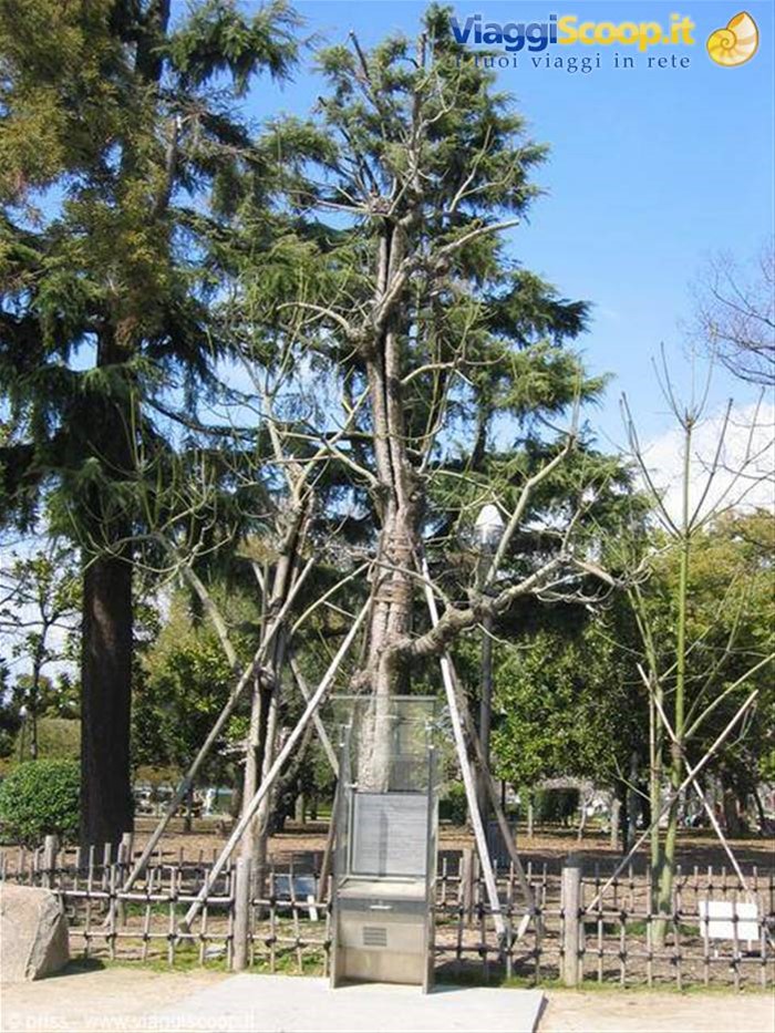 albero lesionato ma vivo