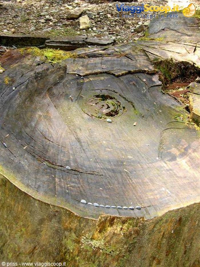 tronco con monete, chissà perchè?