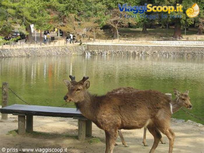 i famosi cervi di Nara