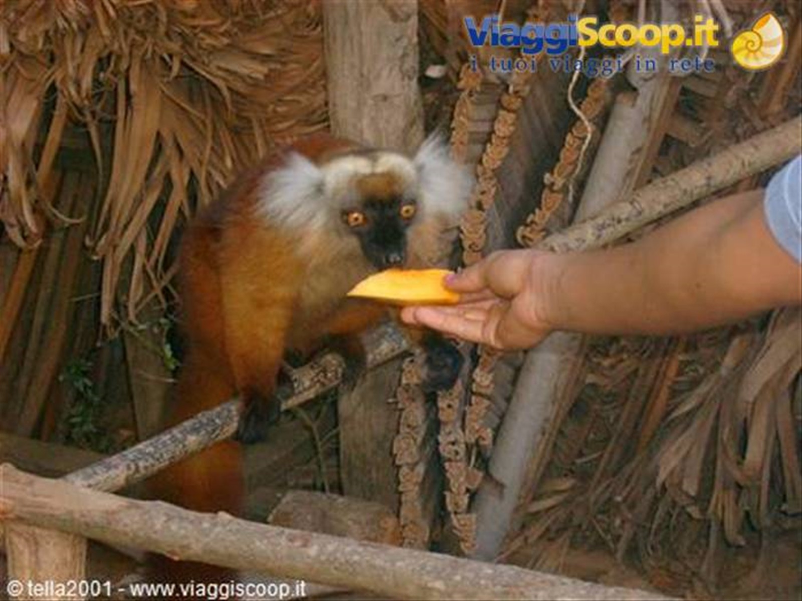 Lemuro
