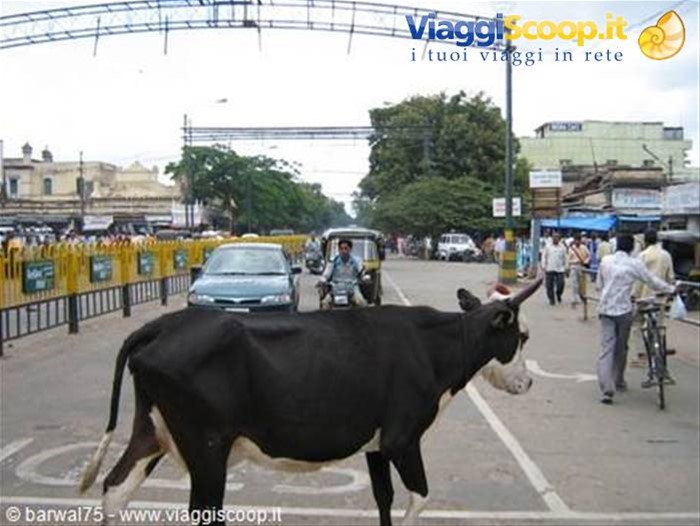 strada di Mysore