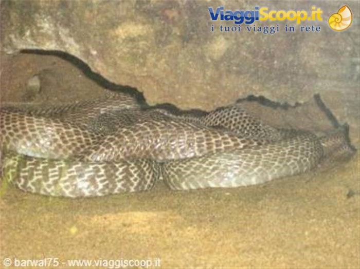KANYAKUMARI:un cobra
