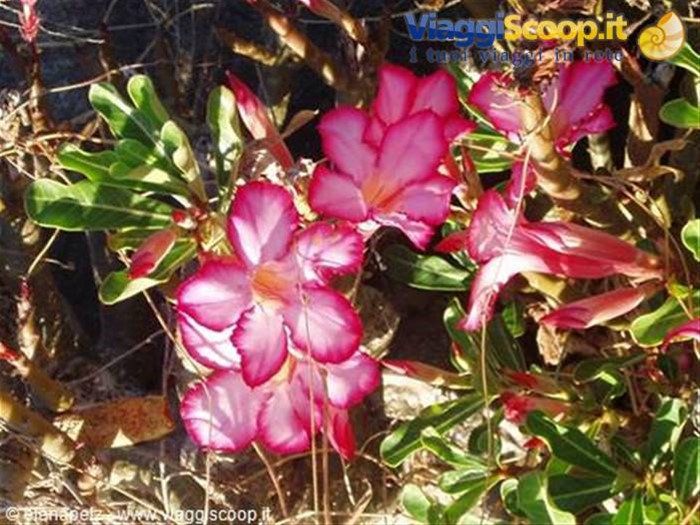 Rosa del deserto
